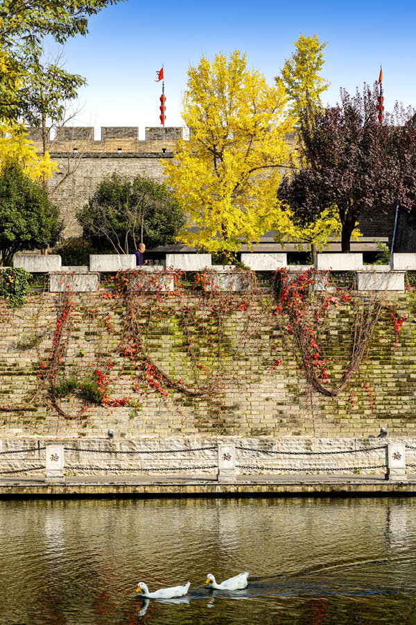 野鸭在护城河里游弋嬉戏。西安城墙管委会供图