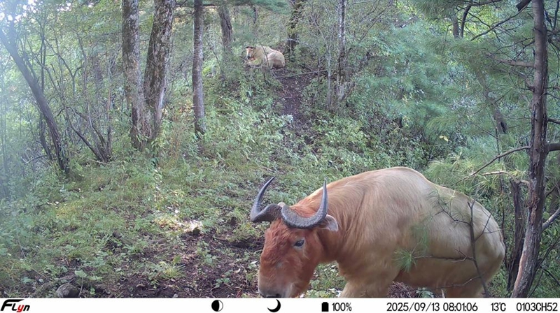 红外相机拍摄到的羚牛（资料图）。受访者供图