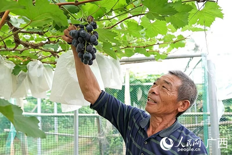村民正在查看葡萄长势。人民网 梁章晖摄