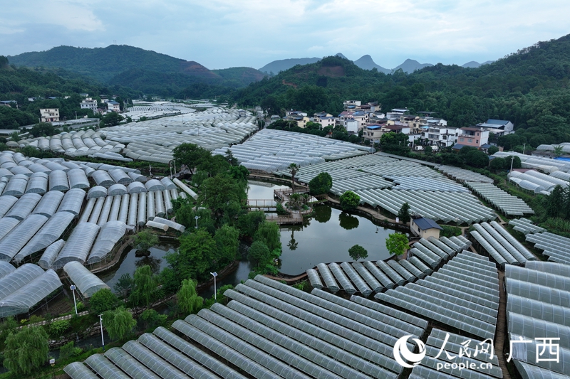 毛竹山村葡萄示范区。人民网记者 雷琦竣摄