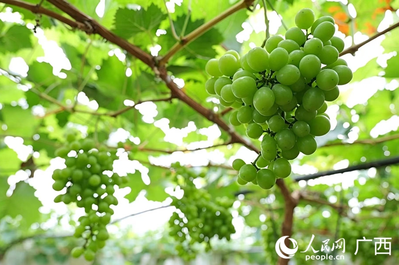 毛竹山村种植的阳光玫瑰。人民网 梁章晖摄